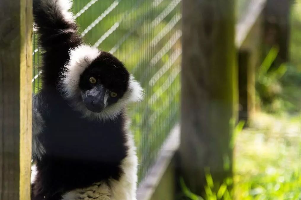 This zoo for sale in Scotland makes £585,000 per year